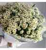 Монобукет из ромашек Летний ветерок 
