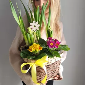 Весенний садик Примула и гиацинт от интернет-магазина «VeraRosa»